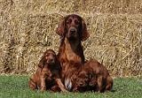 SETTER IRLANDAIS 134